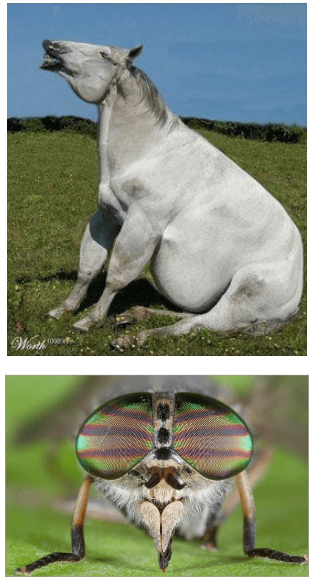 Image d'un cheval mou et d'un taon