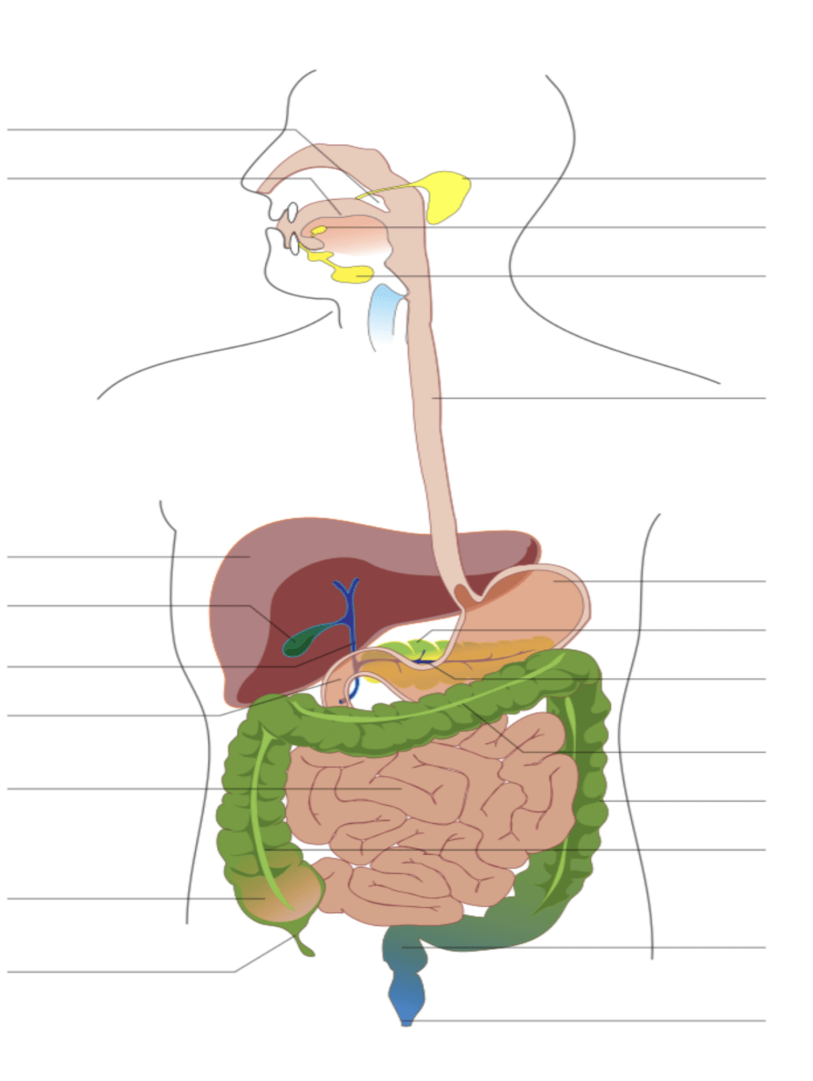 Schéma de la digestion